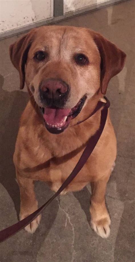 A litter of lab puppies may come in any combination of colors, depending on the dominant and recessive color genes the parents carry. Found Dog - Labrador Retriever in CINCINNATI, OH Pet Name ...