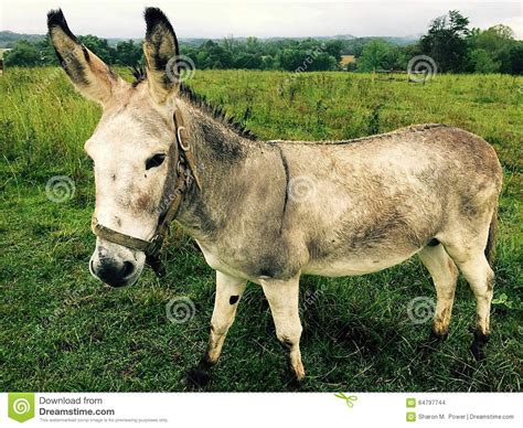 Donkey In Farm Pasture Stock Photo Image Of Meadow Nature 64797744
