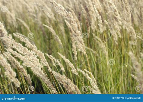 Tall Swaying Grass Stock Photo Image 1261770