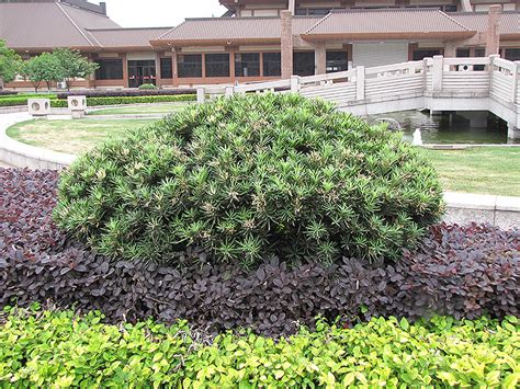 (786) 255 2832 ;podocarpus available in 3 gallon, 7 gallon, 15 gallon and 25 gallon. Shrubby Podocarpus (Podocarpus macrophyllus 'Maki') in ...
