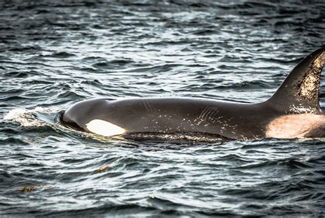 Orca Killer Whale In The Strait Of Juan De Fuca Sidney Island Bc