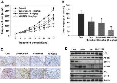 Effects Of Mhy Salermide And Doxorubicin On The Growth Of Mcf