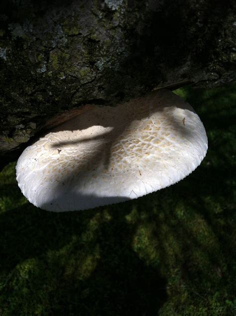 Id Help Please Large White Mushroom On Pear Tree