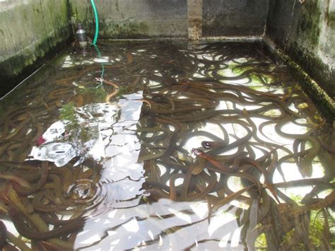 Akan ada ombak yang membuat badan anda bisa terbawa ke samping kanan atau kiri. 5 Langkah Membudidayakan Belut di Kolam Air Jernih | Pak ...
