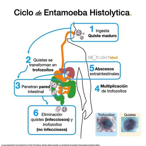 Ciclo De Entamoeba Histolytica Entamoeba Histolytica Medicine Med School