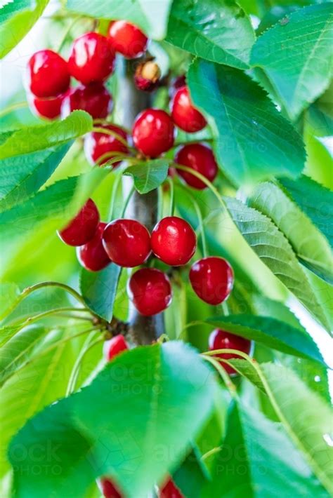 Image Of Bright Red Cherries Still Hanging Amongst The Leaves On A Tree