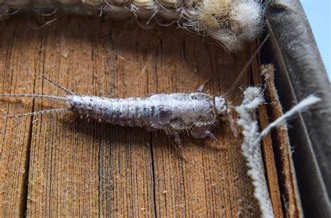 What Is A Silverfish Pests Within The Home Us Pest Protection