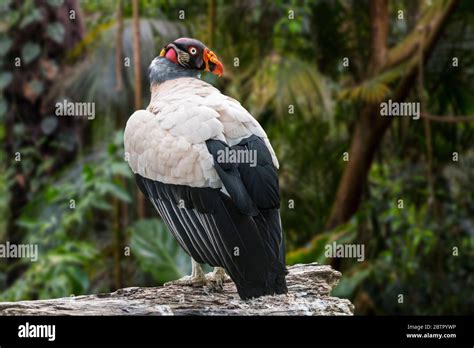 King Vulture Sarcoramphus Papa Vultur Papa In Tropical Rain Forest