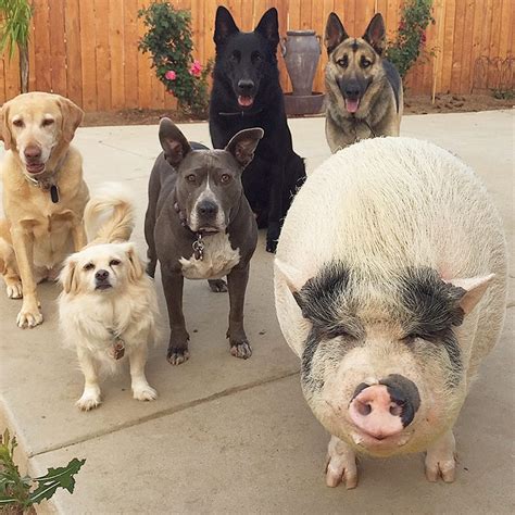 Register to receive the daily deals at www.pigandpuppy.com save up to 70% off. Pet Pig Grows up with Dogs and Thinks He's Just Like His Canine Crew