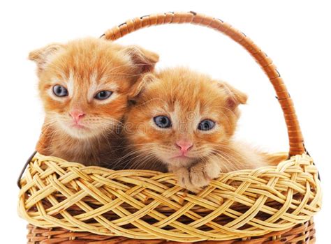 Two Kittens In A Basket With A Toy Heart Stock Photo Image Of Couple