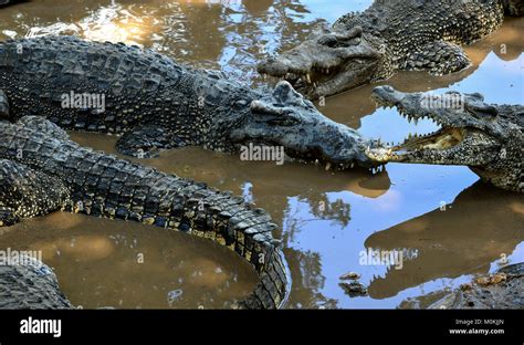 Group Of Cuban Crocodiles Crocodylus Rhombifer Image Taken In A