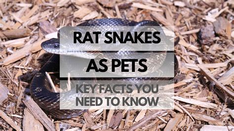 Rat Snakes As Pets Key Facts You Need To Know Reptiles Pets