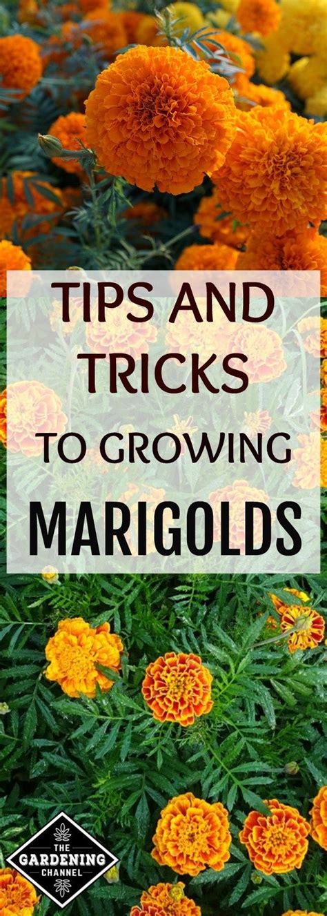 Growing Marigolds Tips And Tricks Growing Marigolds Planting