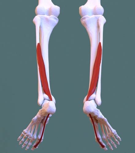 Músculos de las piernas tipos ubicación características y funciones