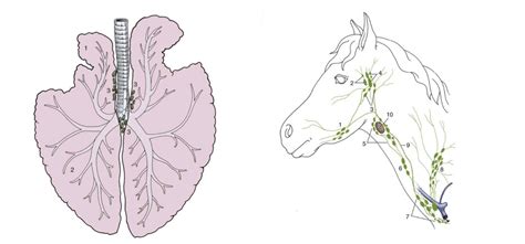 Equine Lymph Nodes Diagram Quizlet