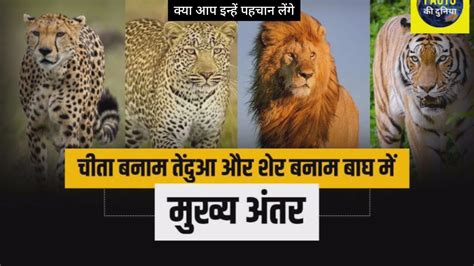 Cheetah Vs Lion Vs Leopard Vs Tiger Difference Cheetah Misson Cheetah Lion Kuno National Park
