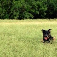 Maybe you would like to learn more about one of these? Shoal Creek Dog Park - Dog Run in Austin