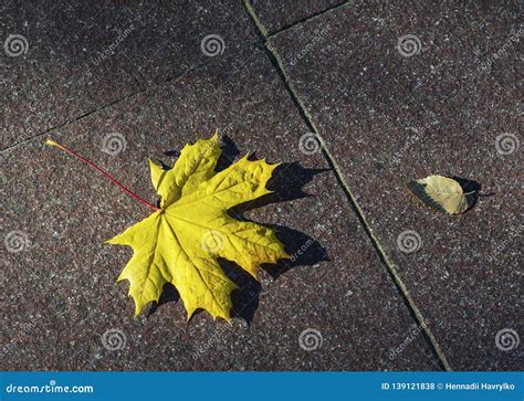 Fallen Maple Leaf On A Concrete Path Stock Photo Image Of Leaf