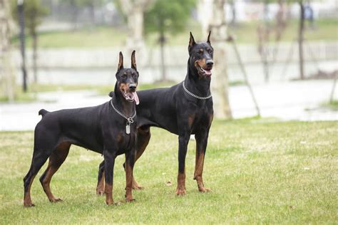 Doberman Pinscher Ultimate Guide Pictures Characteristics And Facts