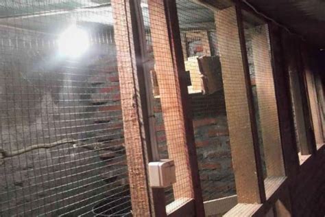3+ cara membuat sangkar jebakan kandang burung. Kandang Untuk Burung Murai Batu | Binatang Peliharaan
