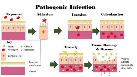 Difference Between Colonization And Infection Colonization Vs Infection
