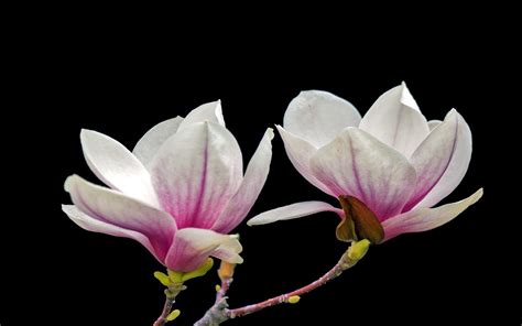 Beautiful Flowers Magnolia 2560x1600