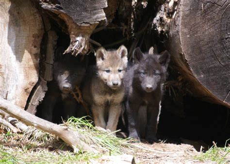Take Action For Oregons Wolves This Year Oregon Wild
