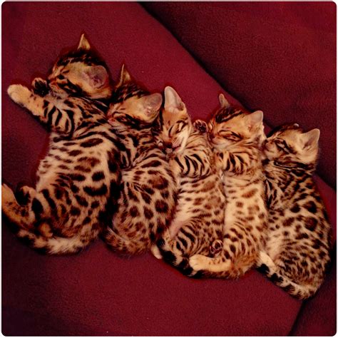 Bengals By Aluren Cats By Aluren Affordable Bengal Kittens Show