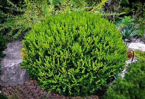 Växten winter gem växer i behållare samtidigt, eller i sensommaren eller på början av hösten när tillväxten har upphört. Winter Gem Boxwood | Winter gem boxwood, Boxwood ...