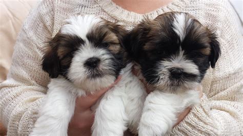 Lancaster puppies has your shih tzu for sale. shih tzu puppies for sale | Sunderland, Tyne and Wear ...