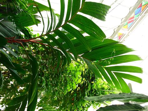 Maybe you would like to learn more about one of these? Jungle Leaves Drawing at GetDrawings | Free download