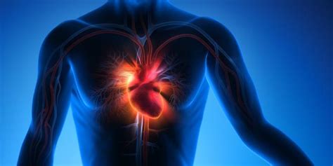 Herz Kreislaufsystem