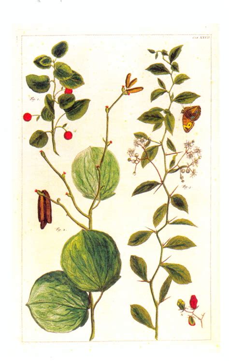 Albertus seba cabinet of curiosities. KUALA SKYLAB: NATURAL CURIOSITIES FROM THE CABINET OF ...