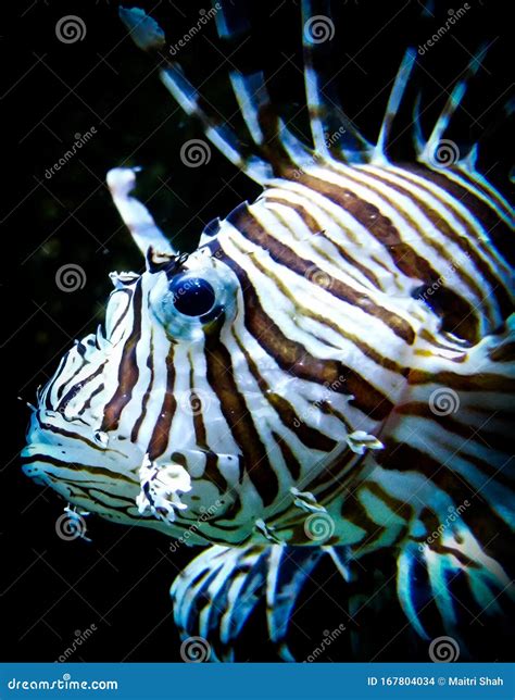 Zebra Lion Fish In Black Aquarium Background Stock Photo Image Of