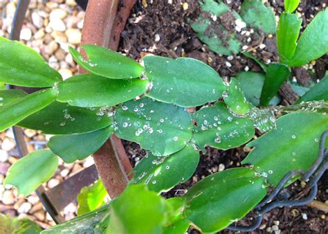 With their attention grabbing large and vibrant, but elegant, flowers they leave a lasting. Scale insects attack Christmas cactus in summer ...