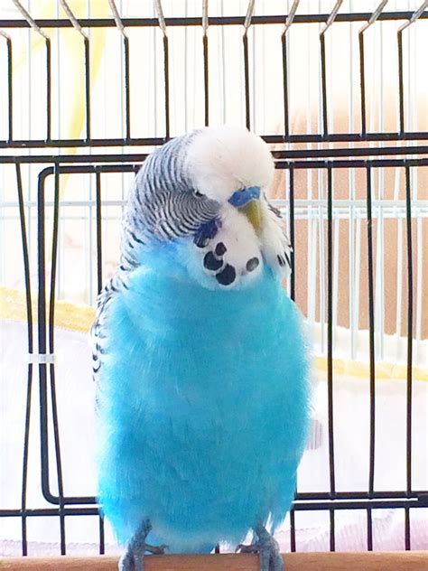Whats This Solid Blue Budgies Colour Known As Beautiful Birds