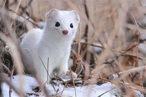 Ermine Short Tailed Weasel By Terry Crayne Cute Animals Animals