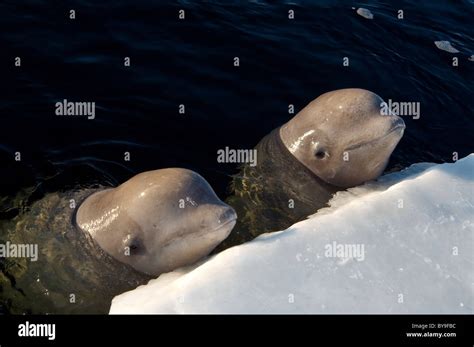 Two Belugas In Ice Hole White Whale Delphinapterus Leucas White Sea