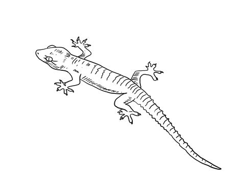 Gran Gecko Para Colorear Imprimir E Dibujar Dibujos Colorear