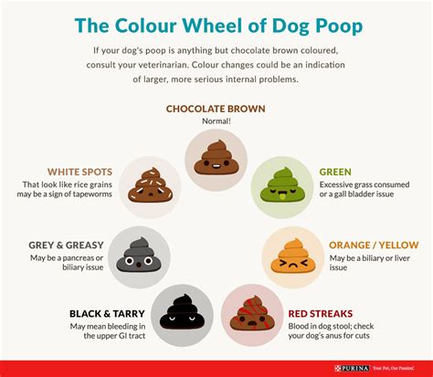 What Dog Poop Should Look Like