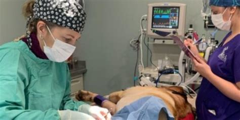 Anesthesia And Dentistry Tech Healing Paws Vet Care