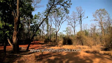 Jeep Safari At Khitauli Zone In Bandhavgarh National Park YouTube