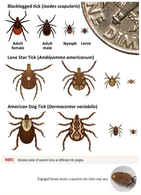 Lyme Disease Tick Life Cycle