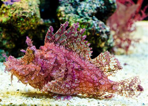 Marine Species Rhinopias Scuba Diver Life