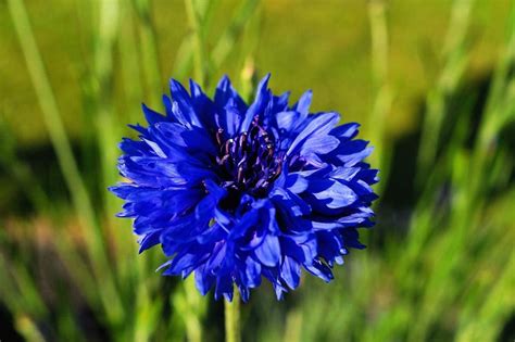 100 Centaurea Cyanus Blue Boy Seeds Blue Cornflowercorn Flower 100