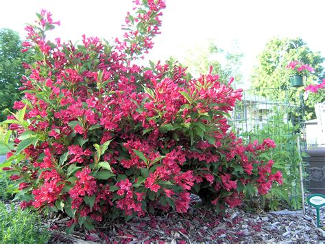 Il viburnum thinus, una pianta sempreverde che resiste e resta sempre bellissima anche nei mesi invernali. Weigela florida, 'Red Prince' Weigela | A real show ...