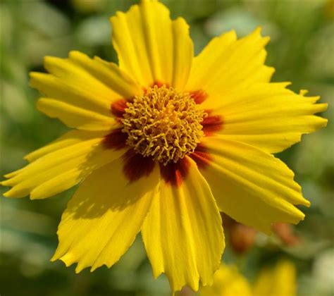 While most butterflies prefer nectar from flowers, there are some butterflies one thing to keep in mind is that you will attract others besides the butterflies such as bees and wasps as well as some flies and ants. Plant right flowers to attract birds, bees and butterflies
