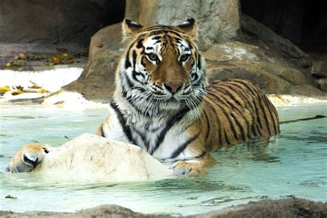 Amur Tiger Potawatomi Zoo