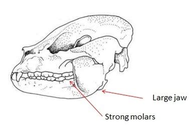 Panda's Physical and Behavioral Adaptations - Giant Pandas