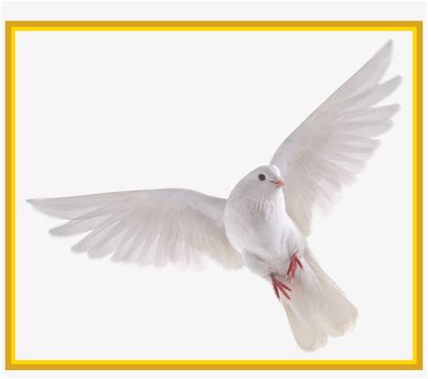 Best Holy Spirit Dove Clip Art Of Flying In Front You White Dove No